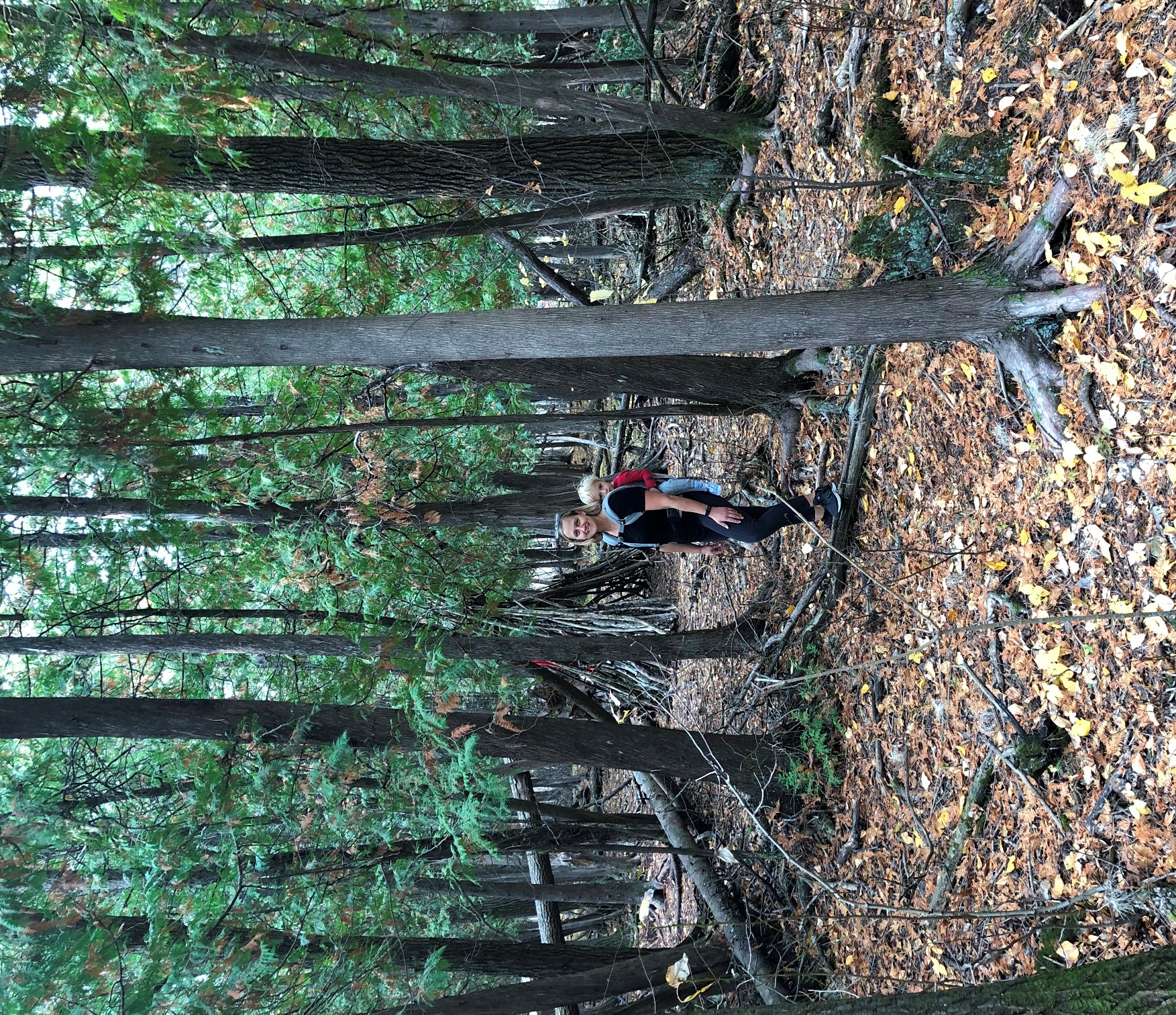 cedars